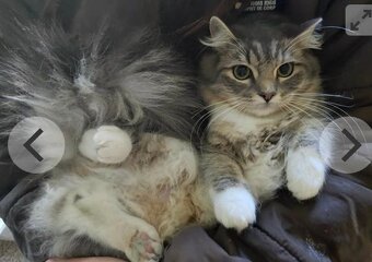 Kot syberyjski (koty - kocięta) - 4