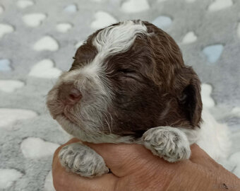Lagotto Romagnolo, piękne szczenięta ZKwP/FCI - 4