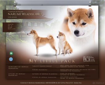 Szczenięta Shiba Inu Fci - 4