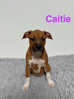 Amstaff - 4