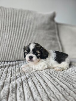 Shih Tzu - 5 szczeniaków do adopcji - 4