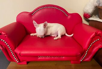 Chihuahua śliczny biały piesek - 4