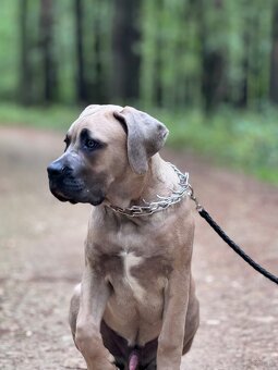 Cane Corso - 4