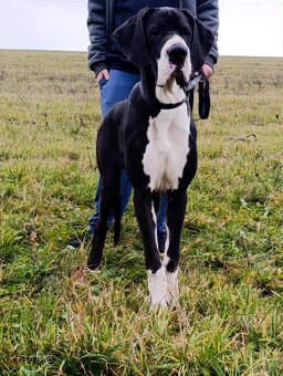 Dog niemiecki z rodowodem - 4