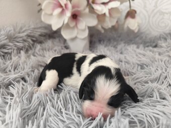 Springer spaniel angielski FCI - 4