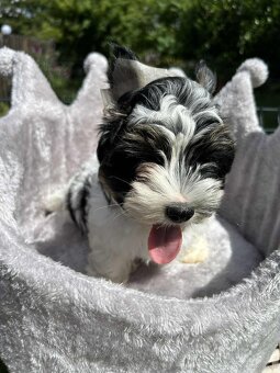 York Biewer terrier - 4