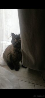 Kot perski - 4