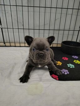 Buldog francuski - 4