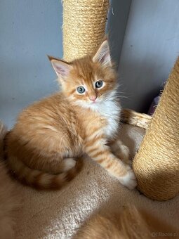 Koki Rasy Maine Coon - 4
