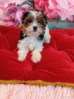 Mini suczka Biewer Yorkshire terrier FCI. - 4
