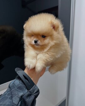 Szczenięta pomeraniana na sprzedaż - 4
