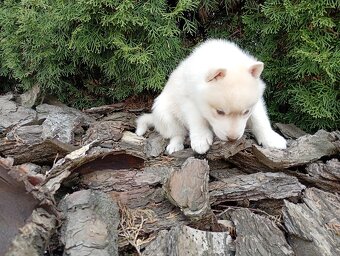 Siberian husky boy - 4