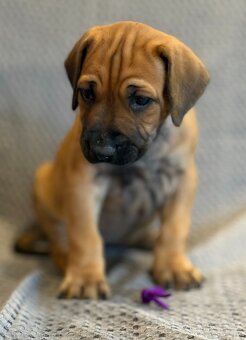 Rhodesian ridgeback - 4
