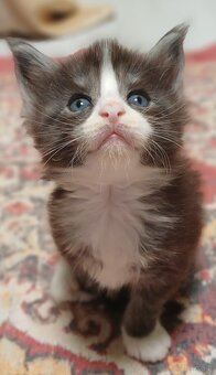 Maine Coon kocurek rodowód fpl - 4