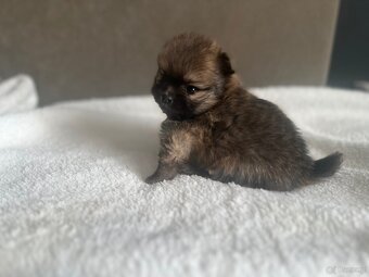 Szpic Miniaturowy, Pomeranian - 4
