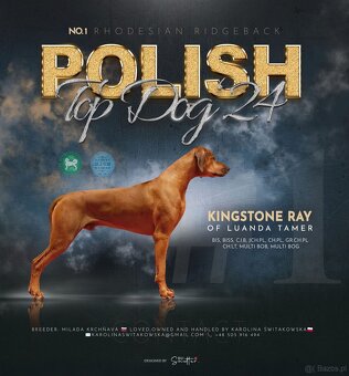 Rhodesian Ridgeback szczenięta - 4