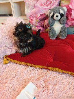 Mini samczyk Yorkshire terrier do 2 kg . - 4