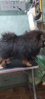 Szpic piesek Black and Tan - 4