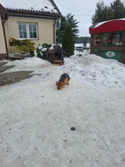 Oddam suczkę cztery miesiące - 4