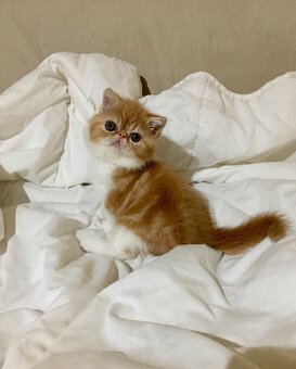 Kocięta egzotyczne krótkowłose na sprzedaż - 4