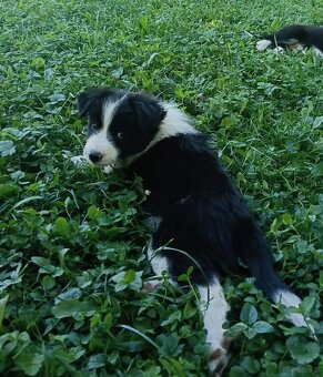 Border collie - 4