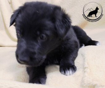 Owczarek niemiecki krótkowłosy szczeniaki o: Mistrz Świata - 4