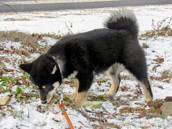 Shiba Inu, dwoje ośmiomiesięcznych szczeniąt - 4