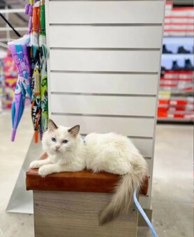 Dostępne kocięta Ragdoll i Maine Coon - 4