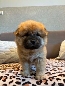 Chow Chow - 4