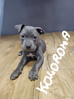 Oddam szczeniaki - 4