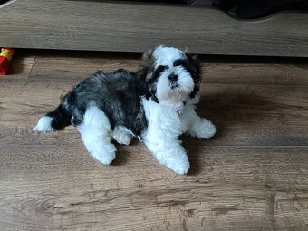 Shih Tzu Tricolor Suczka - 4