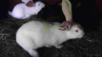 sprzedam króliki - 4