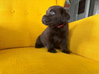 Labrador czekoladowy szczenię - 4