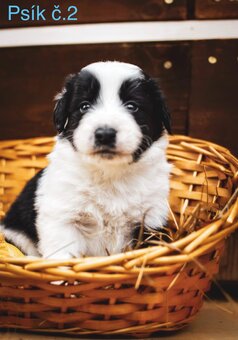 Border Collie - 4
