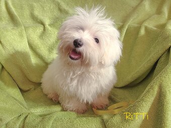 SAMIEC biały piesek Coton De Tulear szczenię ZHPR UCI Kraków - 4