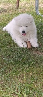 Samoyed- szczeniaki - 4