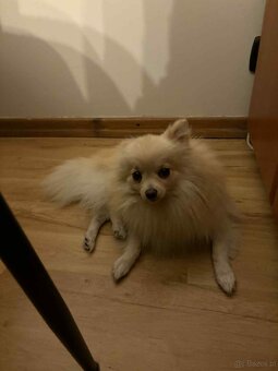 Szpic Miniaturowy - 4