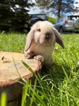 Królik miniaturowy mini lop seal point - 4