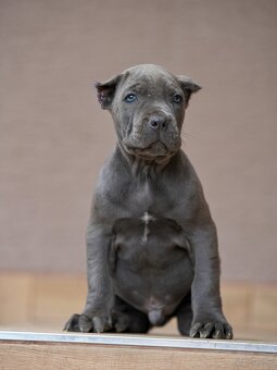 Bandog šteniatka - 4