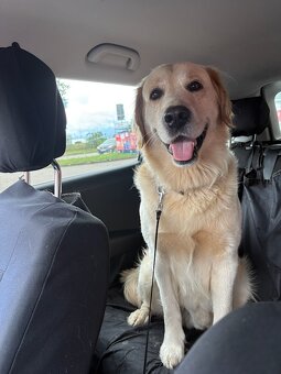 Szczeniak labrador/golden retriever - 4