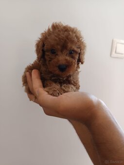 Toy pudel - 4