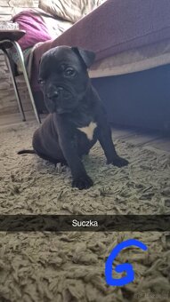 Szczeniak rasy Amstaff - 4