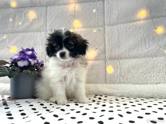 spaniel kontynentalny miniaturowy, phalene, nie papillon - 4