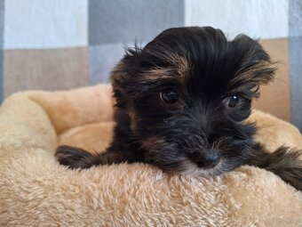 Piesek York Black Tan - 4