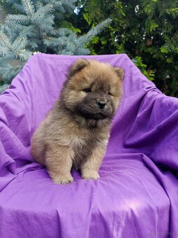 Wzorcowe Chow Chow Czał Czał rodzice FCI - 4