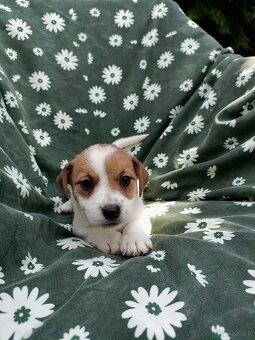 Jack Russell terrier JRT rodzice FCI - 4
