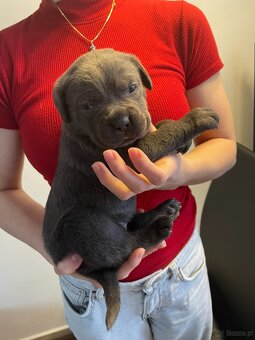 Szczenięta Cane Corso z FCI - 4