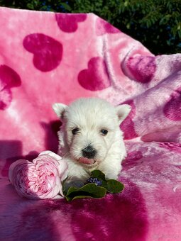 Wzorcowa suczka West highland white terrier ojciec FCI - 4