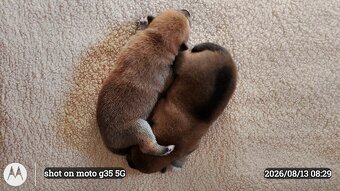 Dwoje szczeniąt Shiba Inu ur.07.08.2026r. - 4