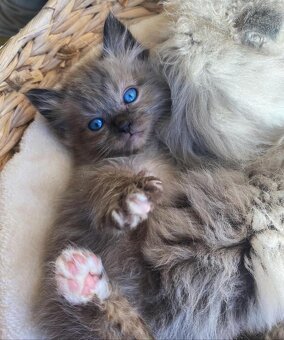 Rasowe kocięta Ragdoll - 4